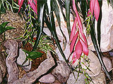 Billbergia species