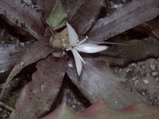 Cryptanthus species