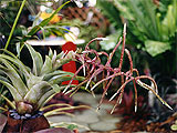 Vriesea species