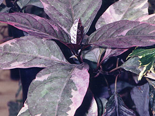 Pseuderathemum atropurpureum tricolor
