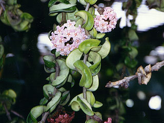 Hoya compacta