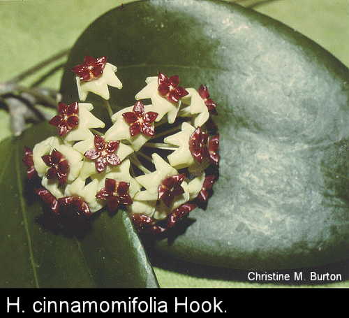 cinnamomifolia
