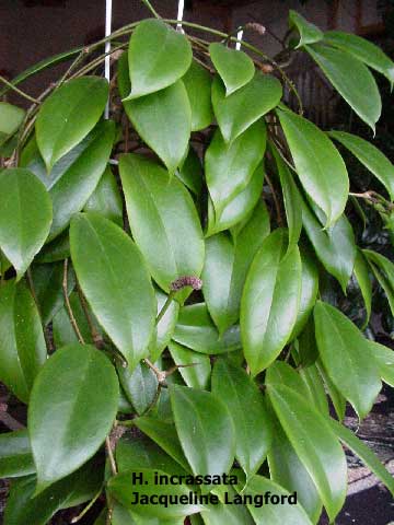 incrassata leaf