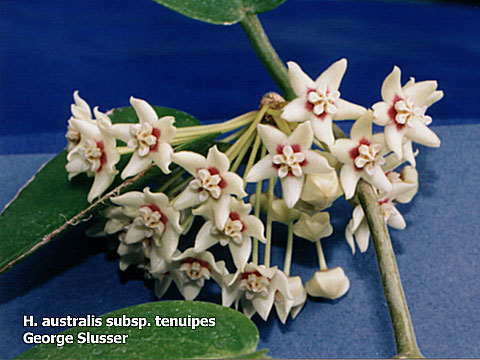 australis ssp. tenuipes
