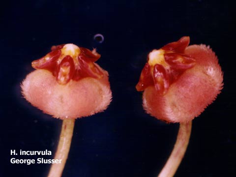 incurvula flower