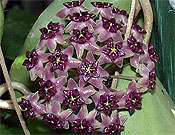 purpureo-fusca